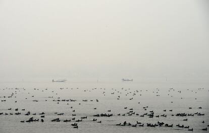 Musulmanes cahemiros navegan por el lago Dal en Srinagar (India).