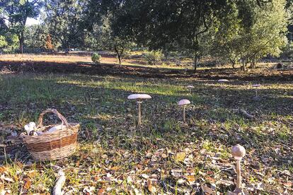 Una de las fotos del entorno rural realizadas por la escritora y veterinaria cordobesa.