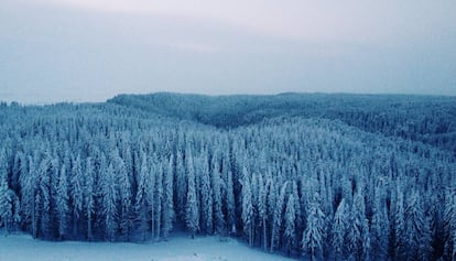 Una imagen de la taiga siberiana.