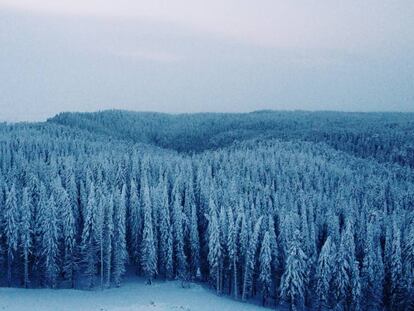 Una imagen de la taiga siberiana.