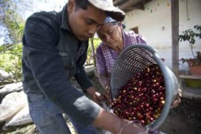 El "Caf de Colombia" se ha convertido en la primera denominacin de origen extranjera en ser aceptada en la Confederacin Helvtica. EFE/Archivo