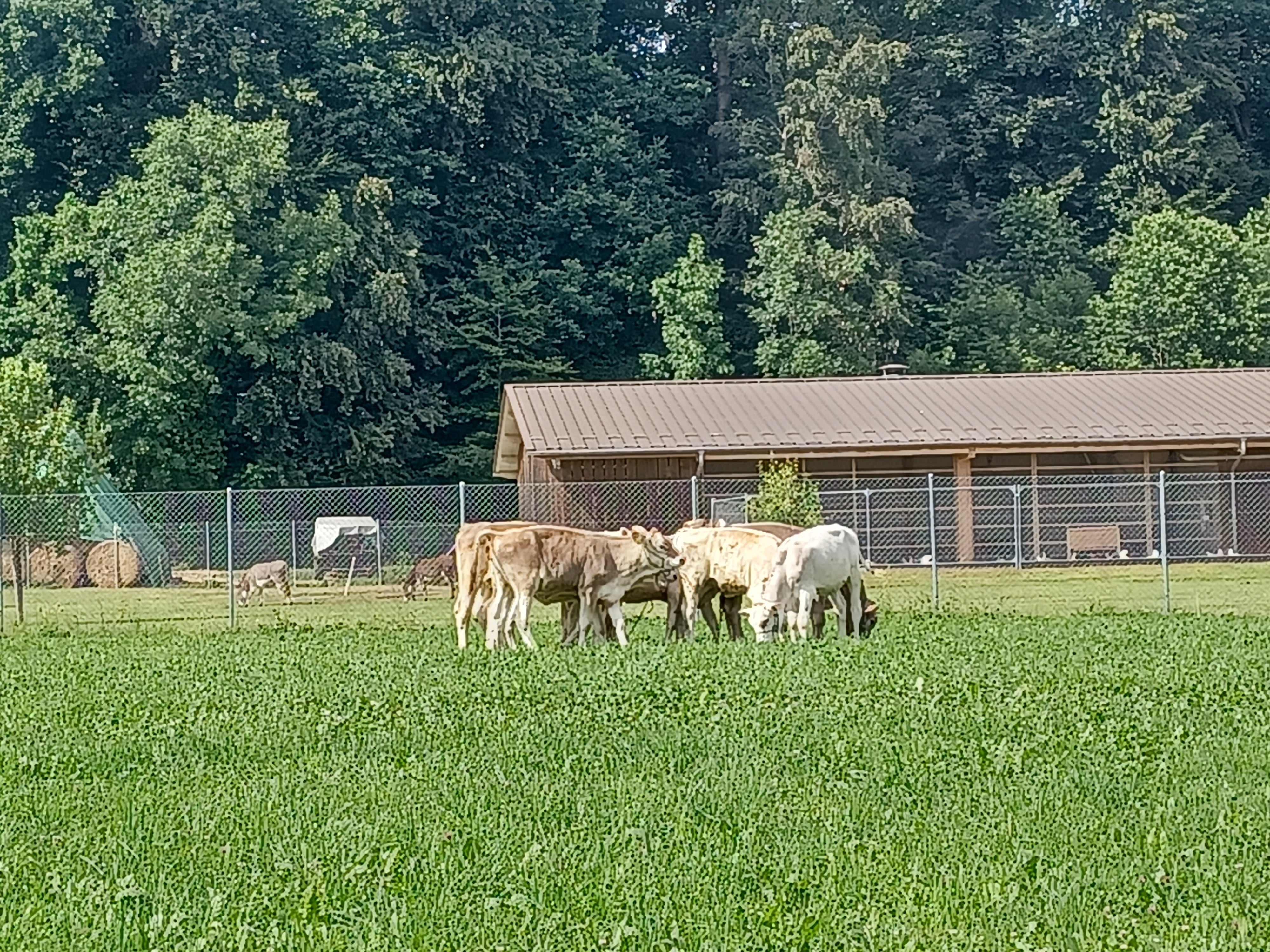 Vacas pastando en una granja de Herrliberg, el 11 de junio.