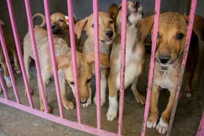 Estos cinco cachorros viven en el santuario de Animal Aid mientras su madre se recupera de una infección de piel. Los perros con lesiones o enfermedades incurables son sacrificados. Es el caso de los que padecen rabia en un estado tan avanzado que no se pueden recuperar y se convierten en un peligro para el ser humano. Para prevenir estos extremos, Animal Aid pone la vacuna antirrábica a todos los perros que pasan por sus instalaciones, incluidos estos cachorros. También los castra dentro de una campaña de control de natalidad que realizan desde su fundación. No hay que olvidar que India tiene una superpoblación de perros callejeros: los últimos datos apuntan a que existen más de 30 millones en todo el país.