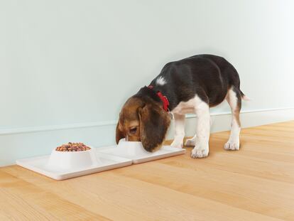 Mesa con mantel para perros