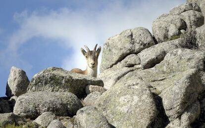 Una cabra mont&eacute;s en la Pedriza Posterior, cerca del collado de la Ventana, en el parque nacional de Guadarrama.