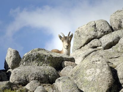 Una cabra mont&eacute;s en la Pedriza Posterior, cerca del collado de la Ventana, en el parque nacional de Guadarrama.