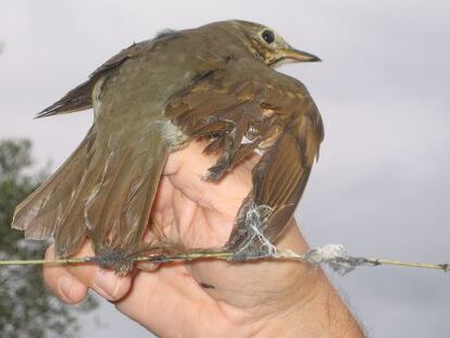 Vuelo libre para las aves migratorias
