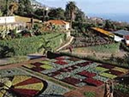 El jardín botánico de Funchal cuenta con más de 2.000 especies, muchas de ellas características de la vegetación subtropical del archipiélago de Madeira.