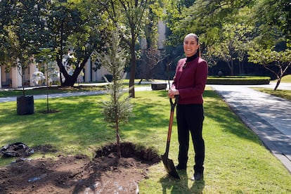 Claudia Sheinbaum siembra de un árbol en el Palacio Nacional de Ciudad de México, el 31 de diciembre.