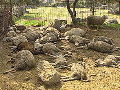 Ovejas muertas por animales salvajes. PLANO GENERAL - ESCENA