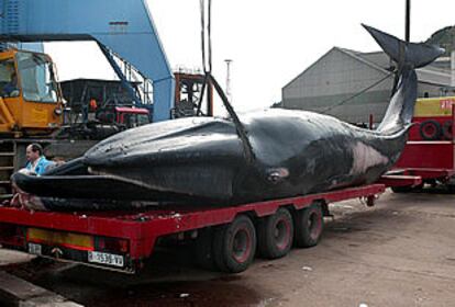 La ballena varada en el puerto de Barcelona, en un remolque tras ser retirada del mar.
