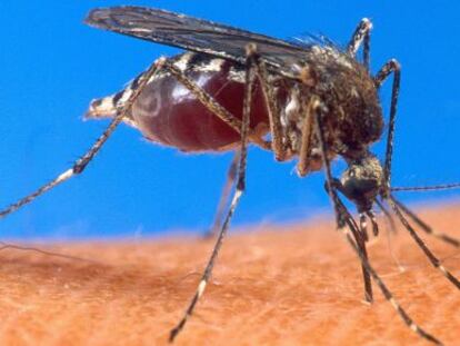 Nuevas armas en la guerra contra los mosquitos
