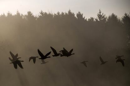 Gansos vuelan a través de la niebla de la mañana en Sundridge, Inglaterra.