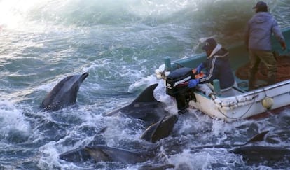 Pescadores japoneses durante la caza del delf&iacute;n.