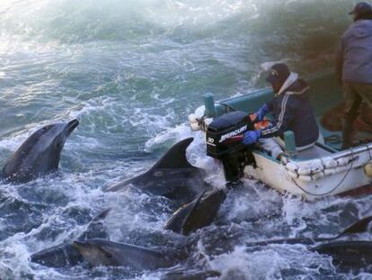 Pescadores japoneses durante la caza del delf&iacute;n.