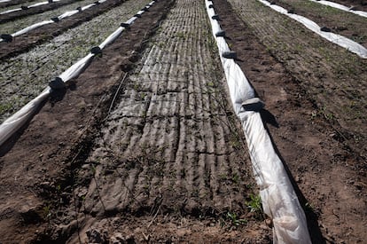 Un secador solar para pequeños productores de pimentón en los Valles Calchaquíes UQLFBZQS3RBNLD2V25KAHAISWA