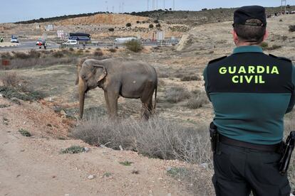 Un guardia civil vigila a uno de los elefantes que ha resultado herido tras volcar el camión en el que viajaba hoy en la A-30, a su paso por Pozo Cañada (Albacete). De los cinco elefantes que transportaba el camión, uno ha muerto y otros dos están heridos.