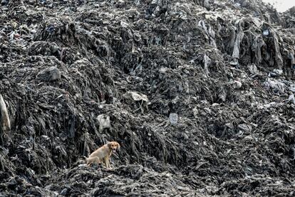 Un perro se sienta sobre montañas de plástico del vertedero de Kibarani, en Mombasa (Kenia).