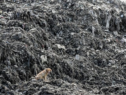 Un perro se sienta sobre montañas de plástico del vertedero de Kibarani, en Mombasa (Kenia).