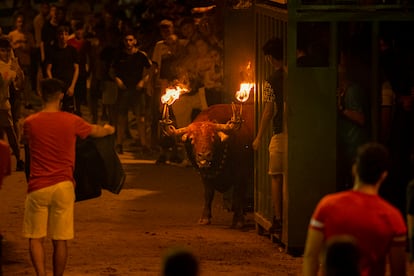 'Bou embolat' en la localidad castellonense de L'Alcora de este verano.