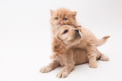 Cambios en la dieta y la rutina, viajes, parásitos, temperaturas extremas y nuevos entornos de vacaciones influyen en la salud de los animales en su primer verano.