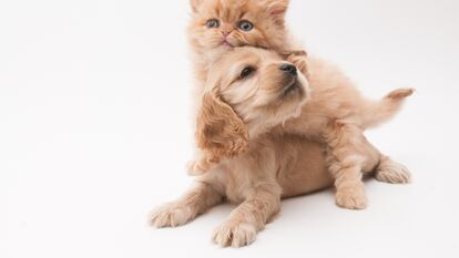 Cambios en la dieta y la rutina, viajes, parásitos, temperaturas extremas y nuevos entornos de vacaciones influyen en la salud de los animales en su primer verano.