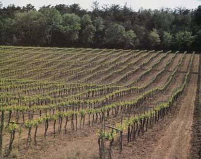 Vista de un viñedo en la D.O. Cava.