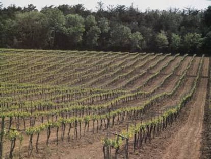 Vista de un viñedo en la D.O. Cava.