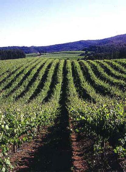 Viñedos de la bodega Terras Gauda en O Rosal (Pontevedra).