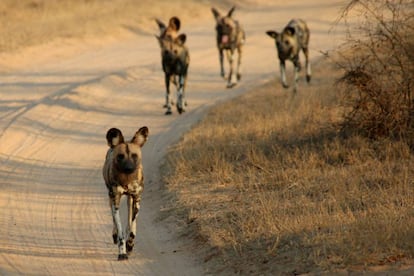 Um grupo de mabecos em movimento.