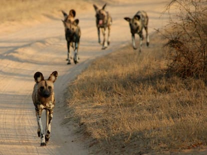 Um grupo de mabecos em movimento.