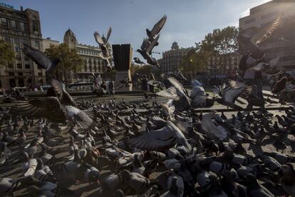 Palomas sobrevuelan la plaza de Cataluña con el monumento a Francesc Macià de Barcelona.