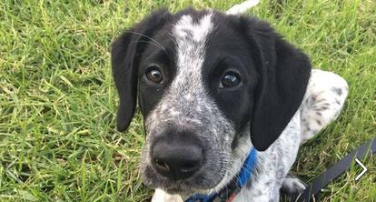 Grizz, el perro detector de explosivos, abatido en el aeropuerto de Auckland.