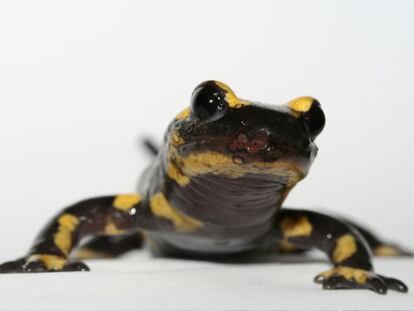 Una salamandra con las lesiones en la piel que produce el nuevo hongo