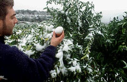 Un joven observa una naranja cubierta de nieve en la comarca de La Safor.