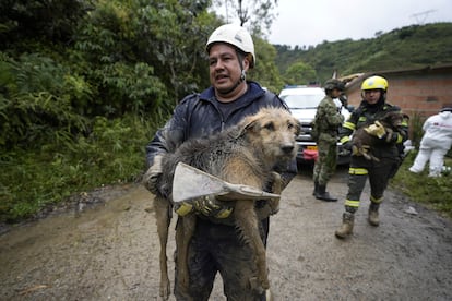 Rescatistas cargan a perros que sacaron del lodo treas la avalancha en la comunidad de El Naranjal, este martes.