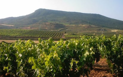 Viñedo en Ventosa, La Rioja.