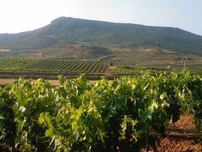 Viñedo en Ventosa, La Rioja.