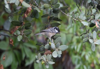 Carbonero garrapinos, 'Parus ater'. Vive en Europa, Asia y el norte de África. No es un pájaro que emigre. Mide entre 10 y 12 centímetros.