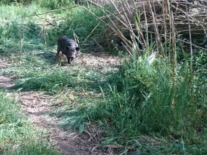 Cerdo vietnamita en campos de Lleida.