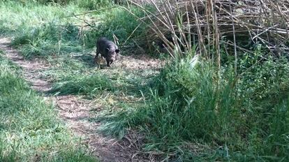 Un porc vietnamita, en un camp de Lleida.