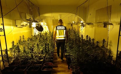 Imagen de una plantación de marihuana en una vivienda de Valencia distribuida el 4 de octubre por la policía.
