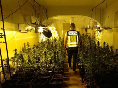 Imagen de una plantación de marihuana en una vivienda de Valencia distribuida el 4 de octubre por la policía.