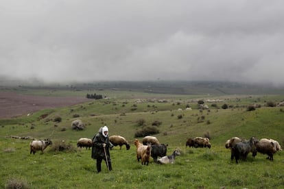 Un pastor pasea sus cabras cerca de la aldea drusa de Buqata, en los Altos del Golán, anexionados a Israel.