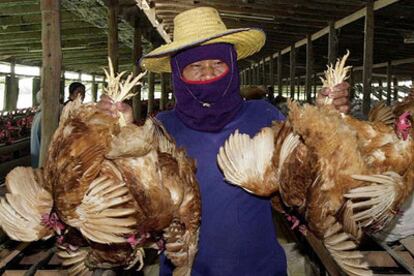 Limpieza de una granja en Tailandia en 2004 para evitar la transmisión de la gripe del pollo.