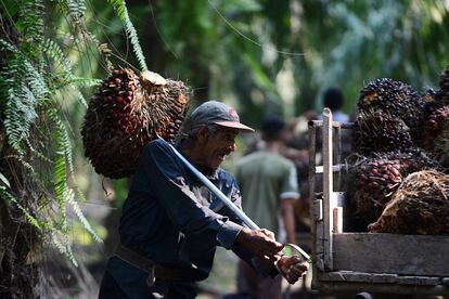 Orlando Chávez trabaja en la recolección de racimos de palma africana en el exbananero de Las Flores, en el municipio de El Progreso, al norte de Tegucigalpa, Honduras.