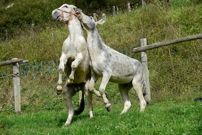 'Manolo' y 'Benito', dos campeones con varias victorias en carreras de burros, peleando en un prado de Vibañu, en el concejo asturiano de Llanes.