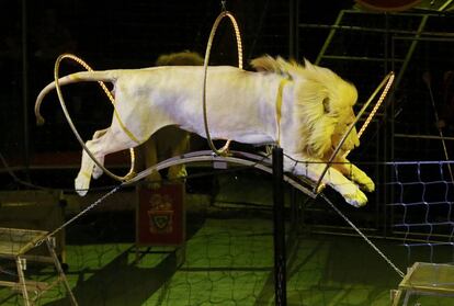 Un león blanco africano salta a través de anillos durante una demostración en un circo de la ciudad siberiana de Krasnoyarsk (Rusia).