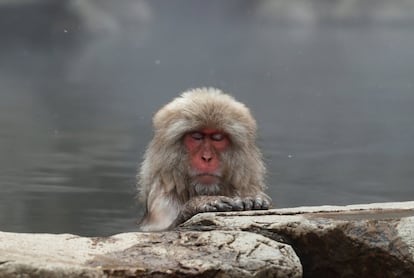 Un macaco japonés disfruta de un baño caliente en las aguas termales del Parque de los Macacos de Jigokudani en Yamanouchi (Japón).
