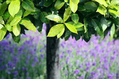 El laurel se utiliza en los jardines como arbusto o como arbolito desde tiempos muy antiguos.